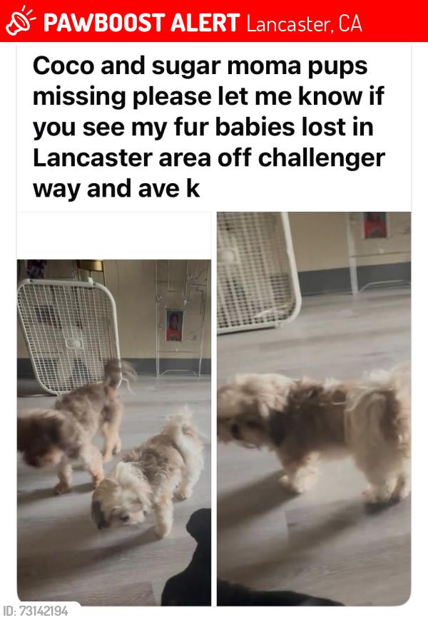 Lost Female Dog last seen Challenger way and ave k, Lancaster, CA 93535