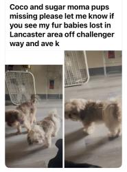 Lost Female Dog last seen Challenger way and ave k, Lancaster, CA 93535