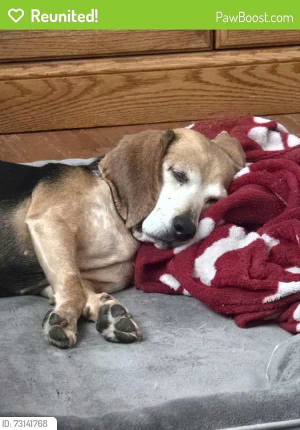 Reunited Female Dog last seen Dolphin Street, Gastonia, NC 28056, Gastonia, NC 28056