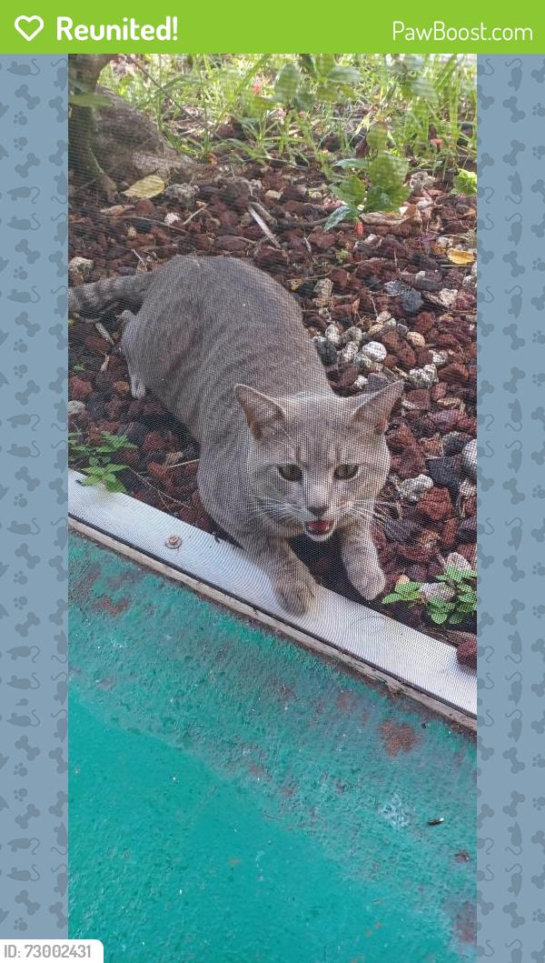 Reunited Male Cat last seen Sw 25th and 35th lane, Cape Coral, FL 33914