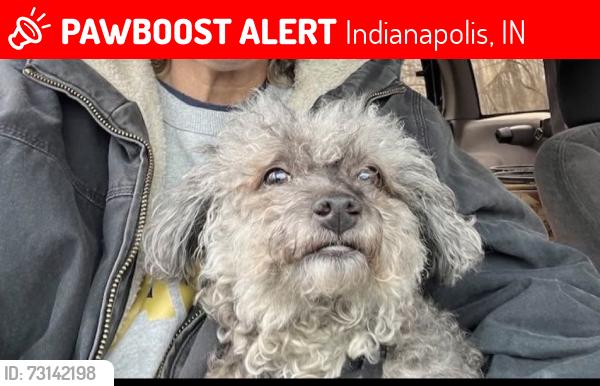 Lost Female Dog last seen Raymond and Shelby St, Indianapolis, IN 46204