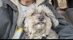 Lost Female Dog last seen Raymond and Shelby St, Indianapolis, IN 46204