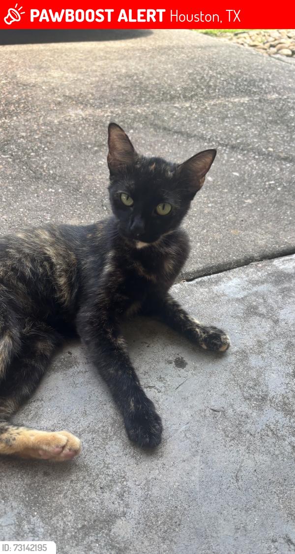 Lost Female Cat last seen El Dorado and El Camino, Houston, TX 77062