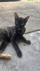 Lost Female Cat last seen El Dorado and El Camino, Houston, TX 77062