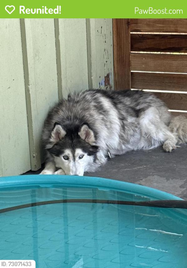 Reunited Female Dog last seen Elden/orange, Costa Mesa, CA 92627