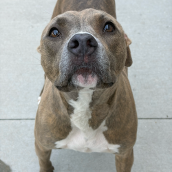 Shelter Stray Female Dog last seen , 21800 Central Ave, Matteson, IL 60443, USA