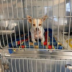 Shelter Stray Female Dog last seen , 12910 Yukon Ave, Hawthorne, CA 90250, USA