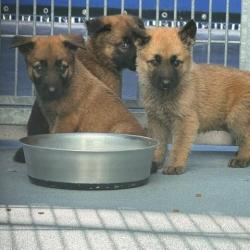 Shelter Stray Unknown Dog last seen , 12910 Yukon Ave, Hawthorne, CA 90250, USA