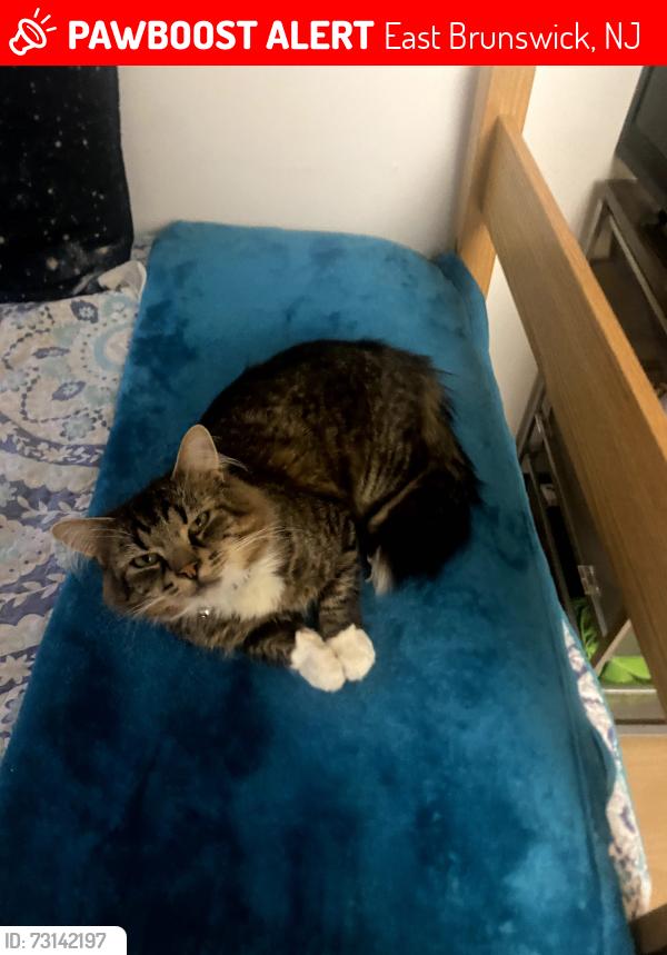 Lost Male Cat last seen Rues lane, East Brunswick, NJ 08816