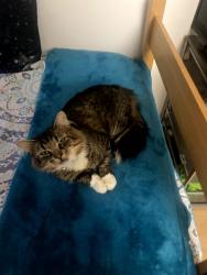 Lost Male Cat last seen Rues lane, East Brunswick, NJ 08816