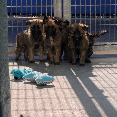 Shelter Stray Unknown Dog last seen , 12910 Yukon Ave, Hawthorne, CA 90250, USA