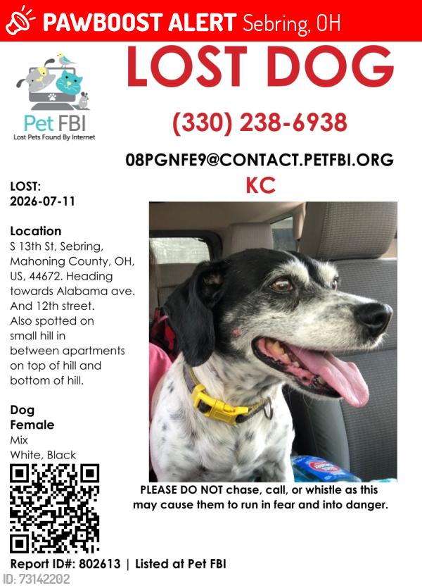 Lost Female Dog last seen Alabam and 12th street at the intersection, Sebring, OH 44672