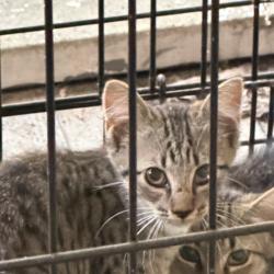 Shelter Stray Male Cat last seen , 980 Guilford College Rd, Greensboro, NC 27409, USA