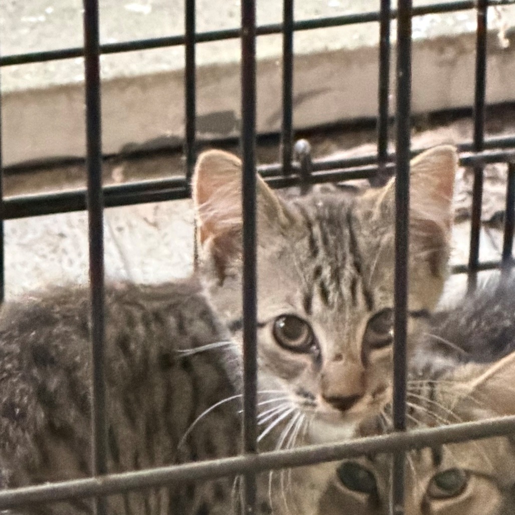 Shelter Stray Male Cat last seen , 980 Guilford College Rd, Greensboro, NC 27409, USA