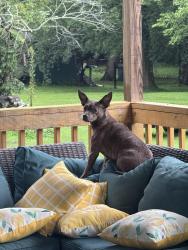 Found/Stray Male Dog last seen At my hse, Athens, AL 35614