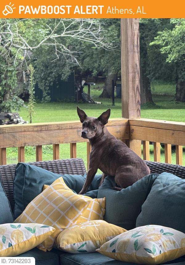 Found/Stray Male Dog last seen At my hse, Athens, AL 35614