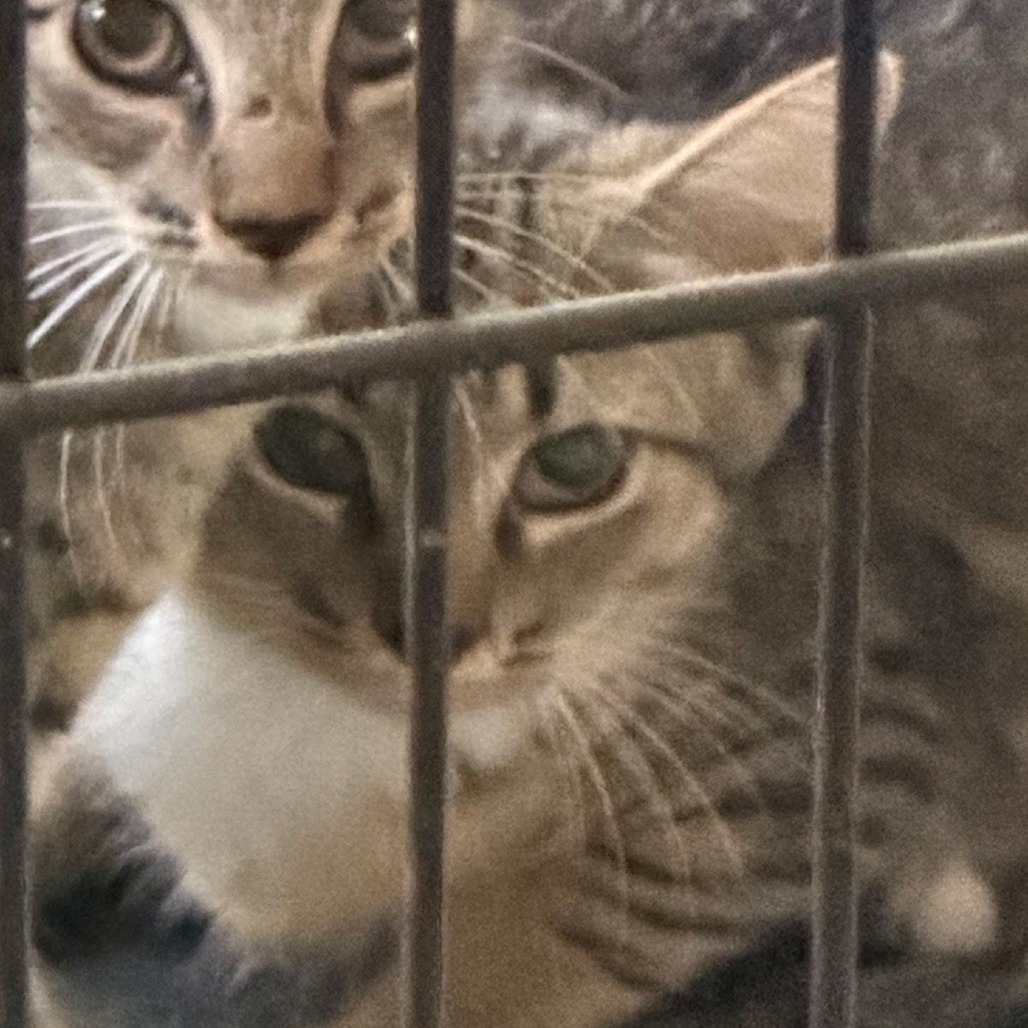 Shelter Stray Unknown Cat last seen , 980 Guilford College Rd, Greensboro, NC 27409, USA