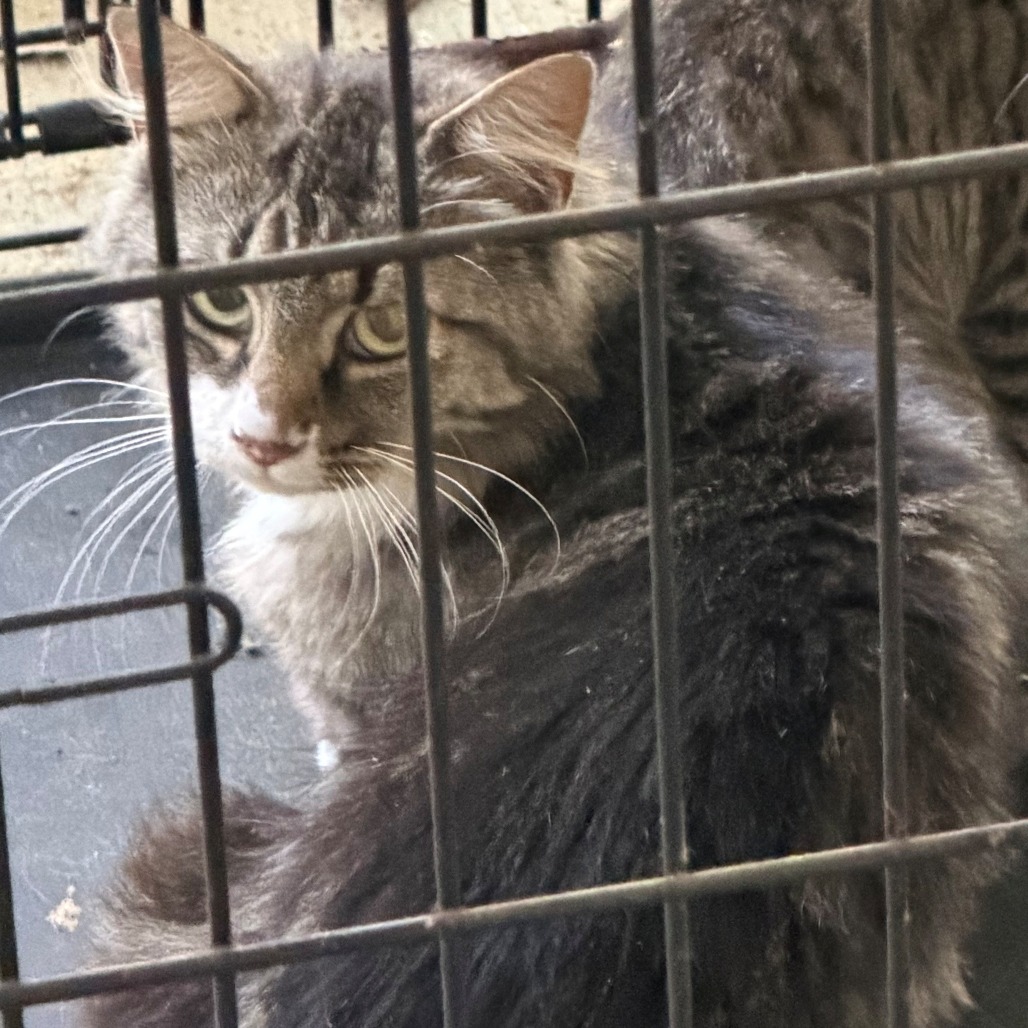 Shelter Stray Female Cat last seen , 980 Guilford College Rd, Greensboro, NC 27409, USA