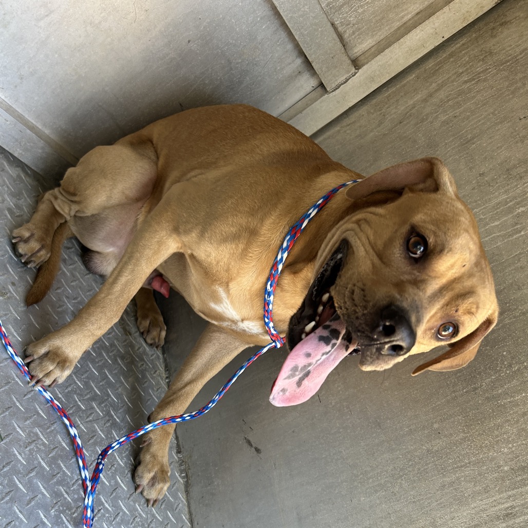 Shelter Stray Male Dog last seen , 980 Guilford College Rd, Greensboro, NC 27409, USA