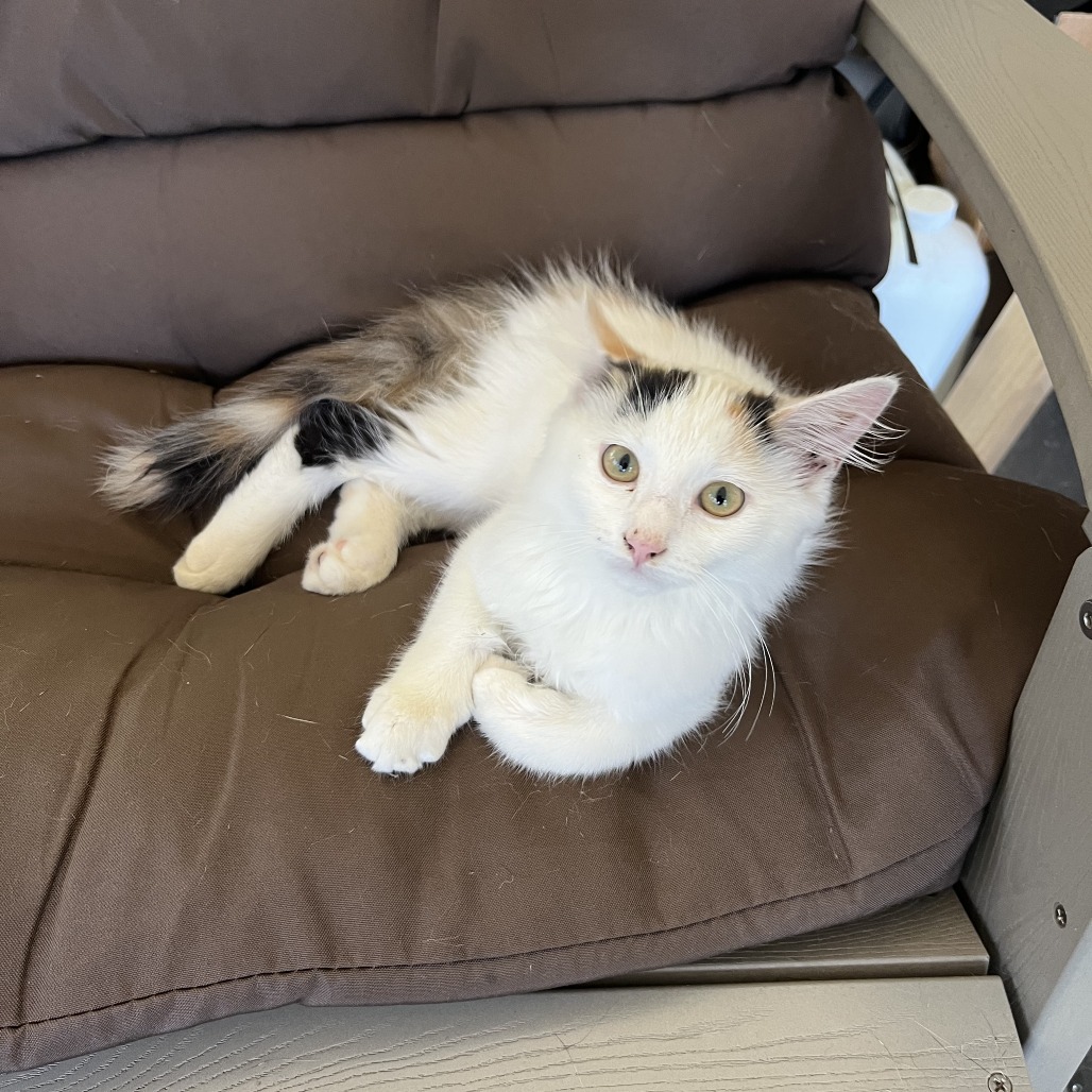 Shelter Stray Female Cat last seen , 980 Guilford College Rd, Greensboro, NC 27409, USA