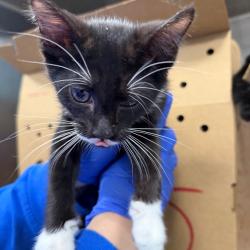 Shelter Stray Male Cat last seen , 980 Guilford College Rd, Greensboro, NC 27409, USA