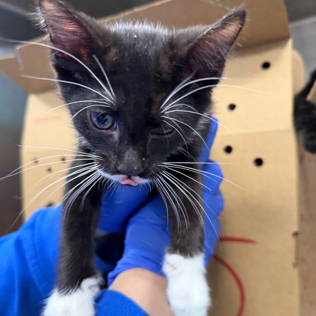 Shelter Stray Male Cat last seen , 980 Guilford College Rd, Greensboro, NC 27409, USA