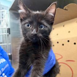 Shelter Stray Male Cat last seen , 980 Guilford College Rd, Greensboro, NC 27409, USA