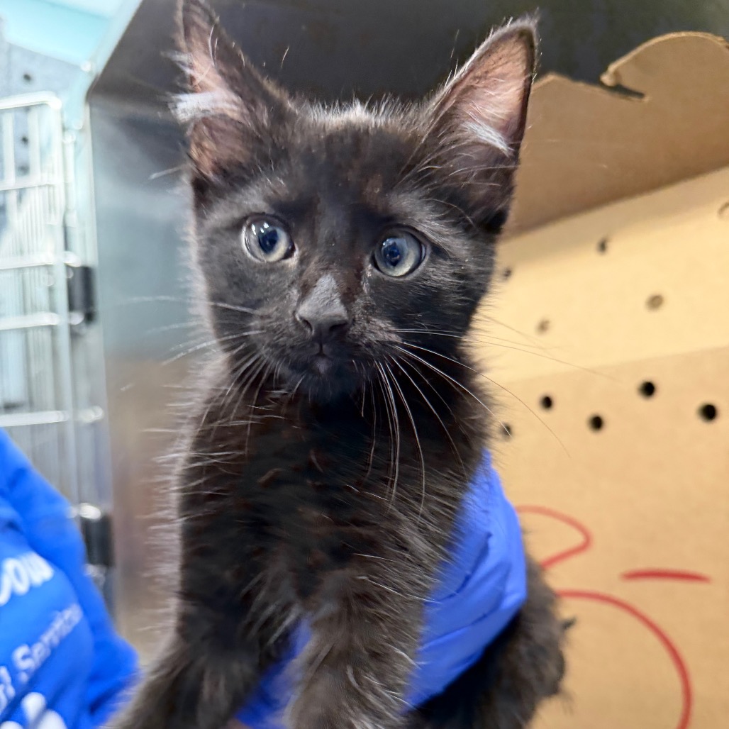 Shelter Stray Male Cat last seen , 980 Guilford College Rd, Greensboro, NC 27409, USA