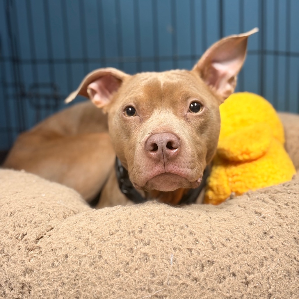 Shelter Stray Male Dog last seen , Animal Care & Control Team of Philly, 111 W Hunting Park Ave, Philadelphia, PA 19140, USA