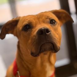 Shelter Stray Female Dog last seen , 141 Canna Ln, Lake Jackson, TX 77566, USA
