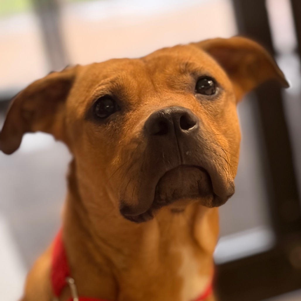 Shelter Stray Female Dog last seen , 141 Canna Ln, Lake Jackson, TX 77566, USA