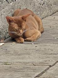 Reunited Male Cat last seen Westgate and Darien Way, San Francisco, CA 94127