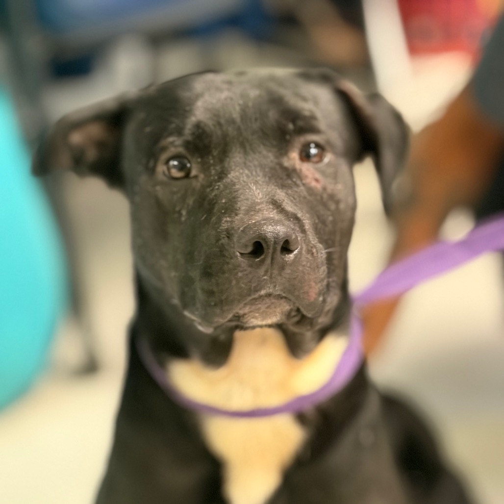 Shelter Stray Female Dog last seen , 141 Canna Ln, Lake Jackson, TX 77566, USA