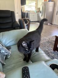 Lost Female Cat last seen Babcock St, Melbourne, FL 32935