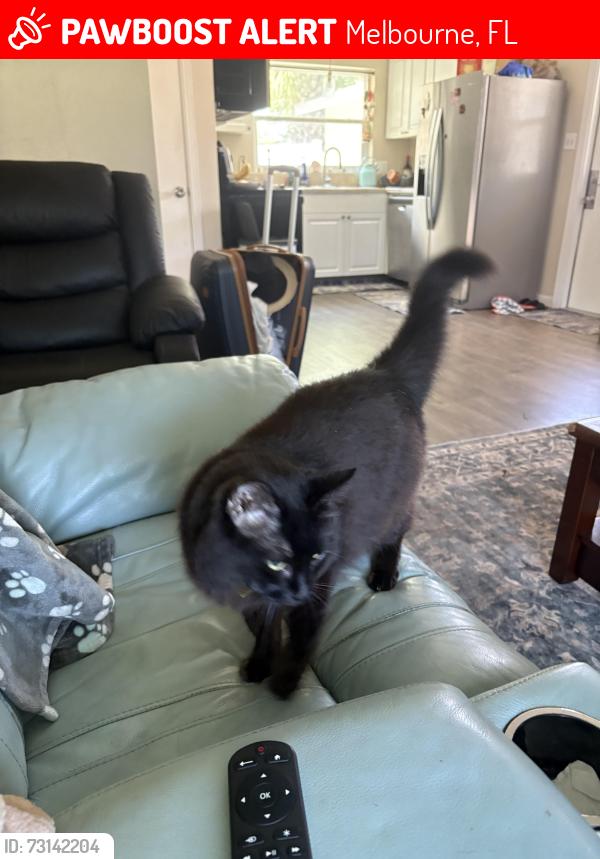 Lost Female Cat last seen Babcock St, Melbourne, FL 32935