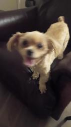 Reunited Male Dog last seen Lindbergh, Tyler, TX 75703
