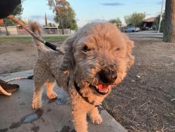 Reunited Male Dog last seen E Calle Dened, Tucson, AZ 85710, USA, Tucson, AZ 85710