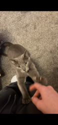Lost Male Cat last seen Nat key rd, Hartselle, AL 35640