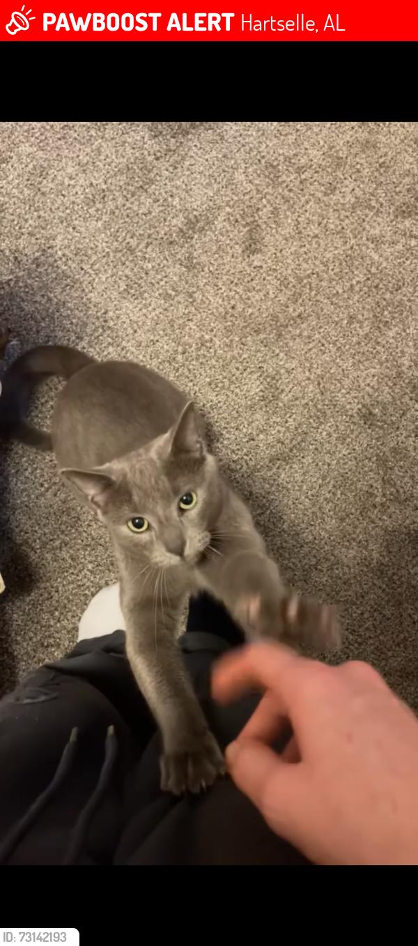 Lost Male Cat last seen Nat key rd, Hartselle, AL 35640