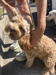 Reunited Female Dog last seen Near N Kenmore Ave, Los Angeles, CA 90027, USA, Los Angeles, CA 90027