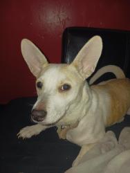 Lost Female Dog last seen Rhode Island, Oklahoma City, OK 73121