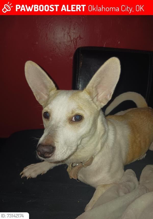 Lost Female Dog last seen Rhode Island, Oklahoma City, OK 73121