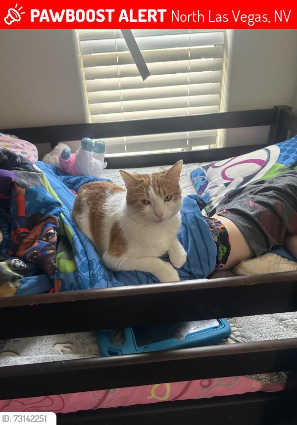 Lost Female Cat last seen Pecos and Washburn, North Las Vegas, NV 89081