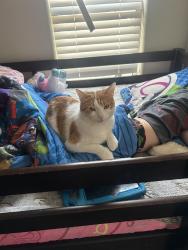 Lost Female Cat last seen Pecos and Washburn, North Las Vegas, NV 89081