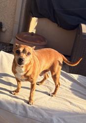 Found/Stray Male Dog last seen Haines/Oleander, Mead Valley, CA 92570