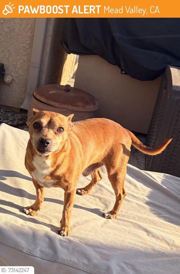Found/Stray Male Dog last seen Haines/Oleander, Mead Valley, CA 92570