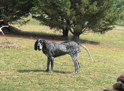 Lost Female Dog last seen Hwy 19 & Shackelford Rd., Zebulon, GA 30295