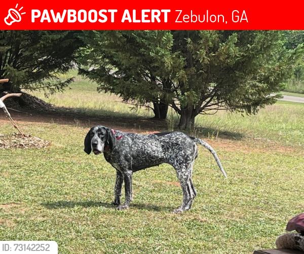 Lost Female Dog last seen Hwy 19 & Shackelford Rd., Zebulon, GA 30295