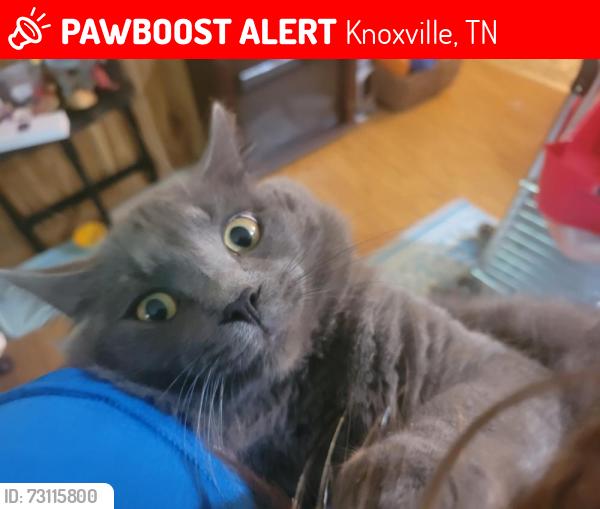 Lost Male Cat last seen Forestdale Ave and Vera Dr Knoxville TN 37917, Knoxville, TN 37917