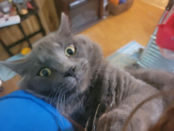 Lost Male Cat last seen Forestdale Ave and Vera Dr Knoxville TN 37917, Knoxville, TN 37917